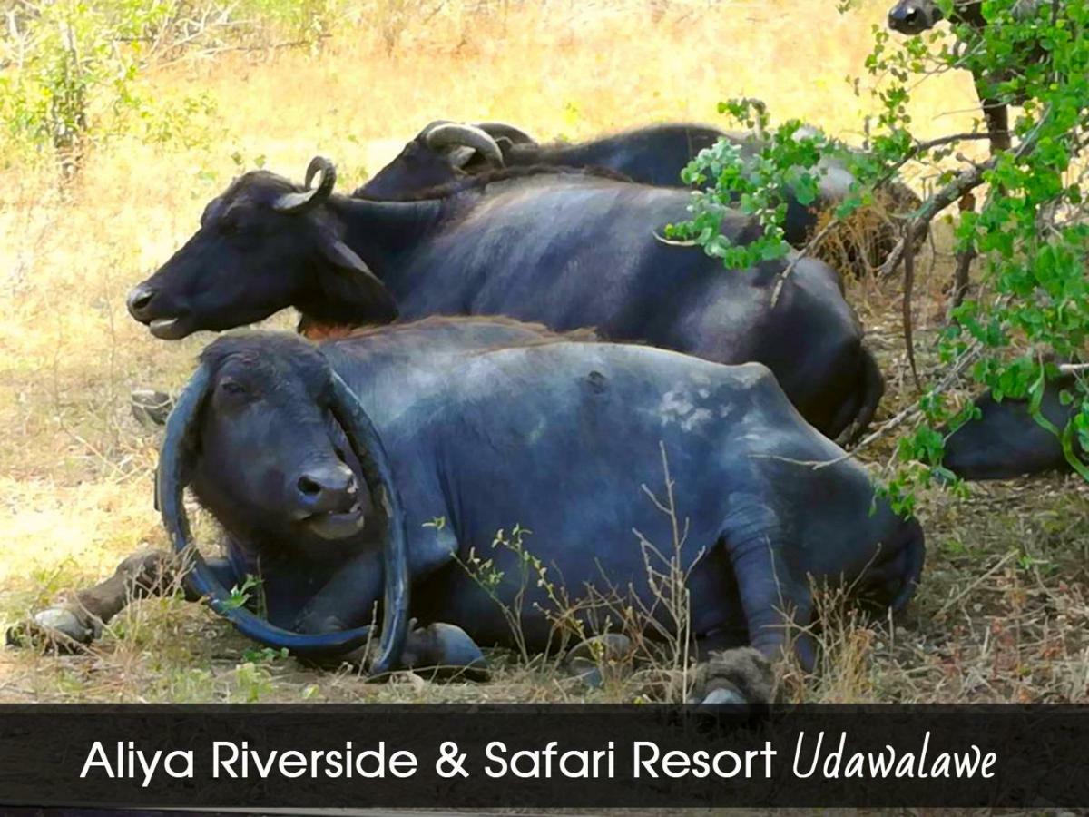 Aliya Riverside & Safari Resort 우다왈라웨 외부 사진